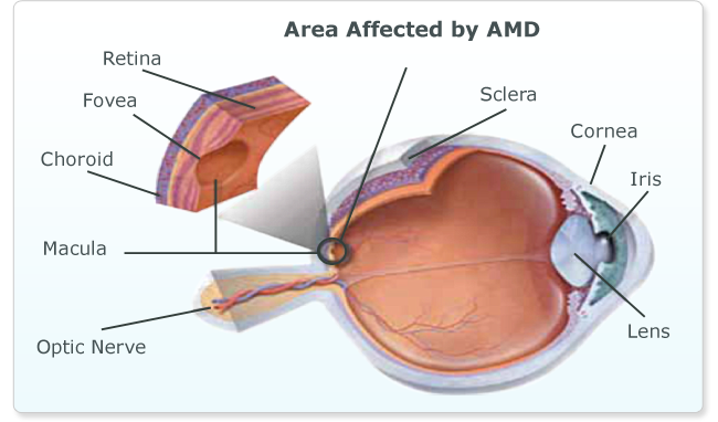 Areas of the Eye Affected by Age-related Macular Degeneration